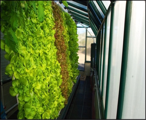 Aquaponics Wall of Lettuce